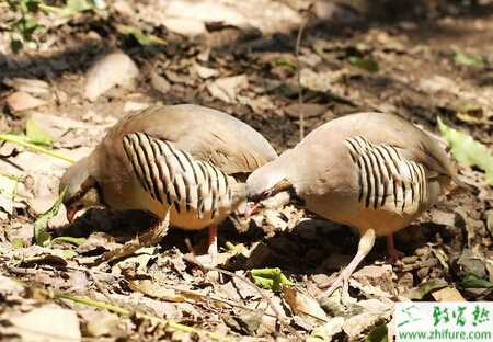 養殖鷓鴣白痢病的防治