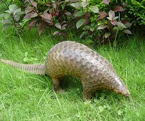 穿山甲養(yǎng)殖