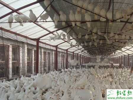 養殖肉鴿副傷寒病的防治
