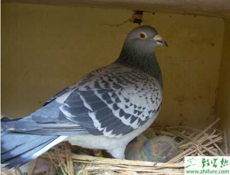 養(yǎng)殖信鴿中距離訓(xùn)練技術(shù)