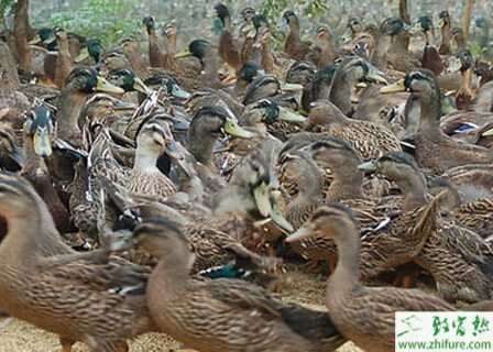 養(yǎng)野鴨的市場前景