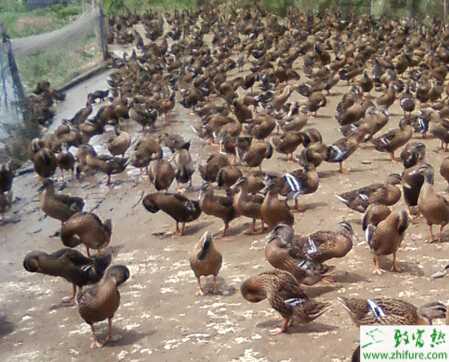養殖肉鴨的常見中毒病的防治