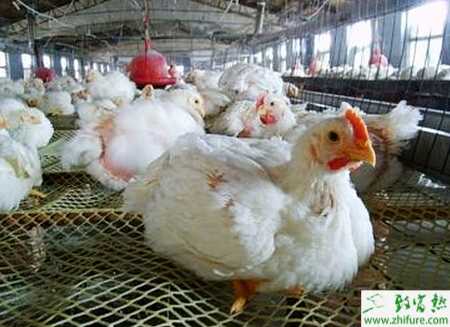 養殖肉雞熱應激的緩解措施