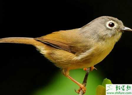 養(yǎng)畫眉的市場前景