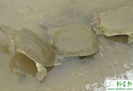 養殖甲魚苗開食時應注意什么