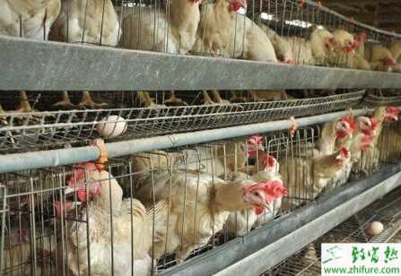 養(yǎng)殖蛋雞飼養(yǎng)的光照管理