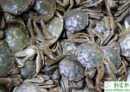 秋季河蟹養殖的五要點