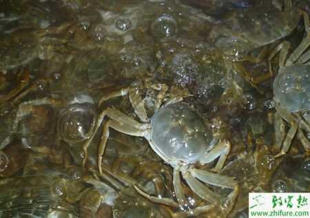 養殖河蟹育肥需要注意的