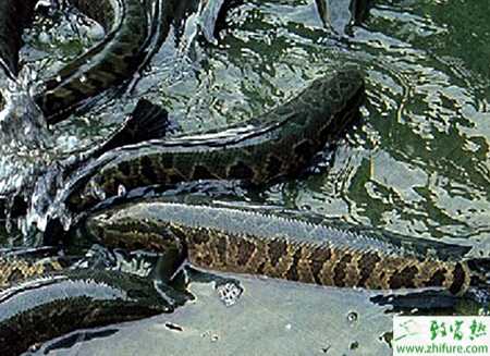 養殖黑魚安全越冬養殖的三大措施