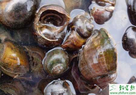 養(yǎng)殖田螺霉菌病的治療方法