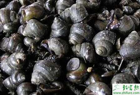 養殖田螺消瘦病的防治