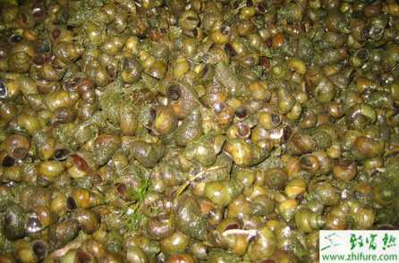 養殖田螺細菌及病毒性疾病的治療