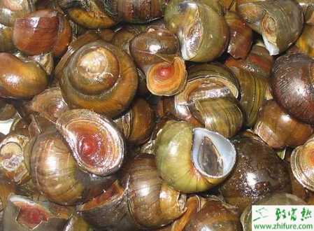 養殖田螺萎癟癥的治療