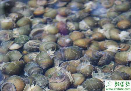 養殖田螺卵塊的孵化