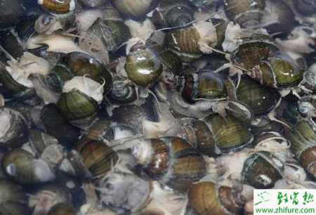 養殖田螺的繁殖時期