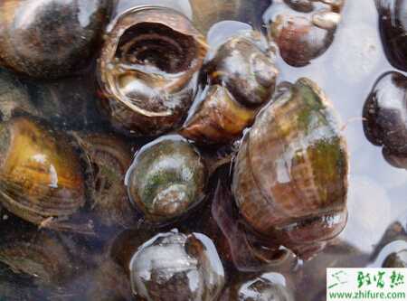 養殖田螺的育成管理