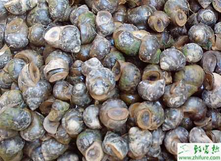 養殖田螺缺鈣癥的治療