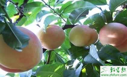 大學畢業(yè)四個回農(nóng)村創(chuàng)業(yè)項目推薦