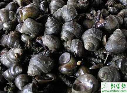 水泥池、土池養(yǎng)殖田螺的經驗