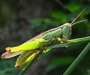 蝗蟲（螞蚱）養殖