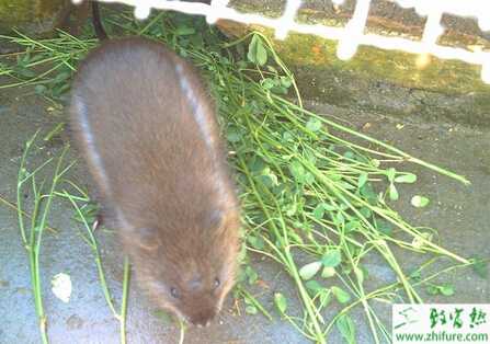 春季飼養(yǎng)麝香鼠的方法