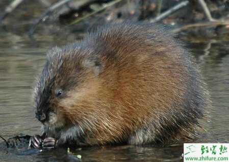 夏季麝香鼠的飼養與管理