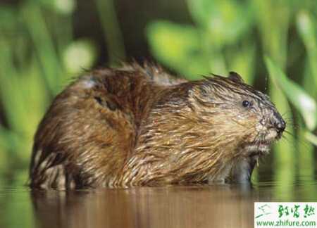 掌握好四大關(guān)管理好麝香鼠