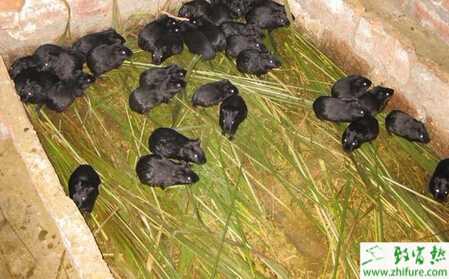 養殖黑豚場地如何選擇