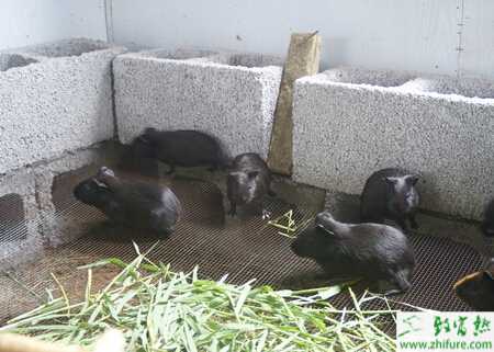 養殖黑豚繁殖的方法