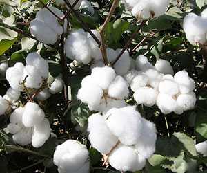 棉花