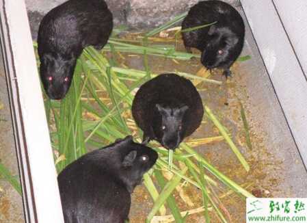 飼養管理黑豚的經驗