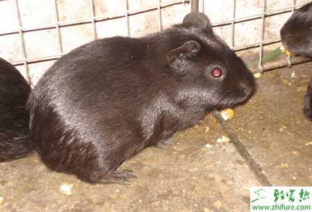 黑豚的養殖管理技術