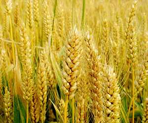 小麥