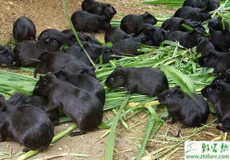 養黑豚的市場前景