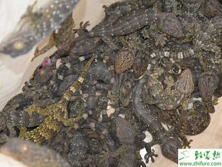 飼養管理蛤蚧的經驗