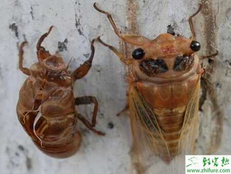 金蟬養殖中卵枝的采集和保存