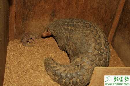 人工如何養(yǎng)殖穿山甲