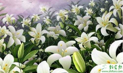 百合花花語、送百合意思、百合花送幾朵好