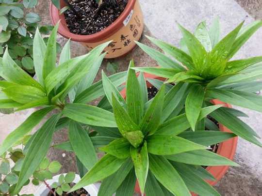 百合花種植過程中的問題解惑