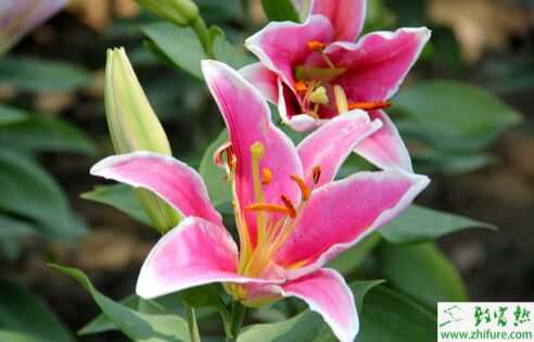 百合花的功效與作用及食用方法、禁忌