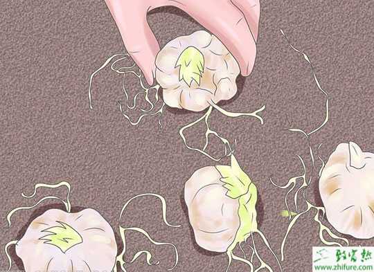 花園百合種植技術圖解