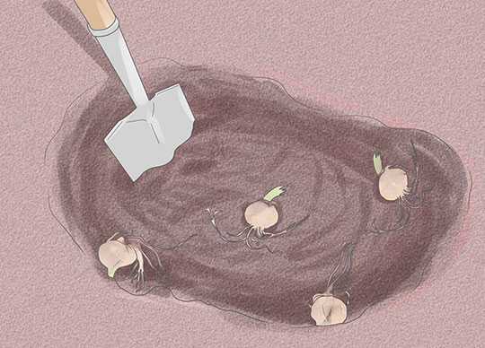 當你拿回百合的球莖時