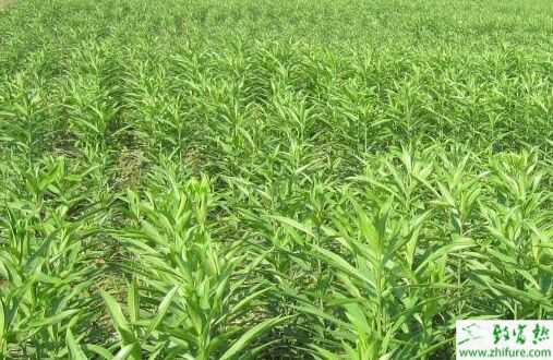 百合花植被形態特征及特性