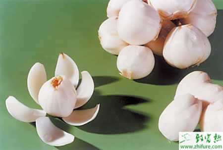 百合的營養價值及藥用價值