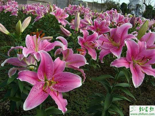 最新百合科學種植技術