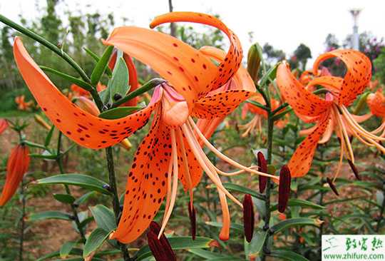 百合種植過程中常見病害、蟲害防治