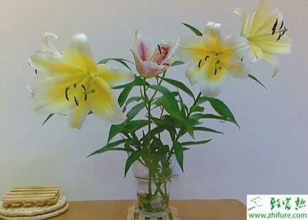 水養百合花怎么養？