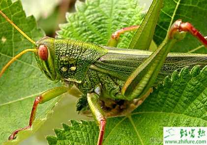 養蝗蟲的市場前景