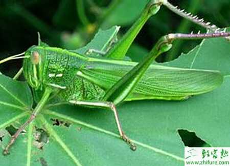 養殖蝗蟲綜合的防治