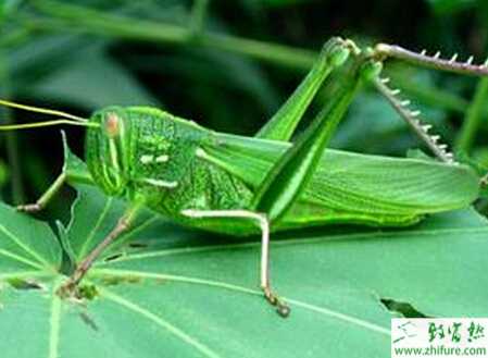 養殖蝗蟲的幾個關鍵